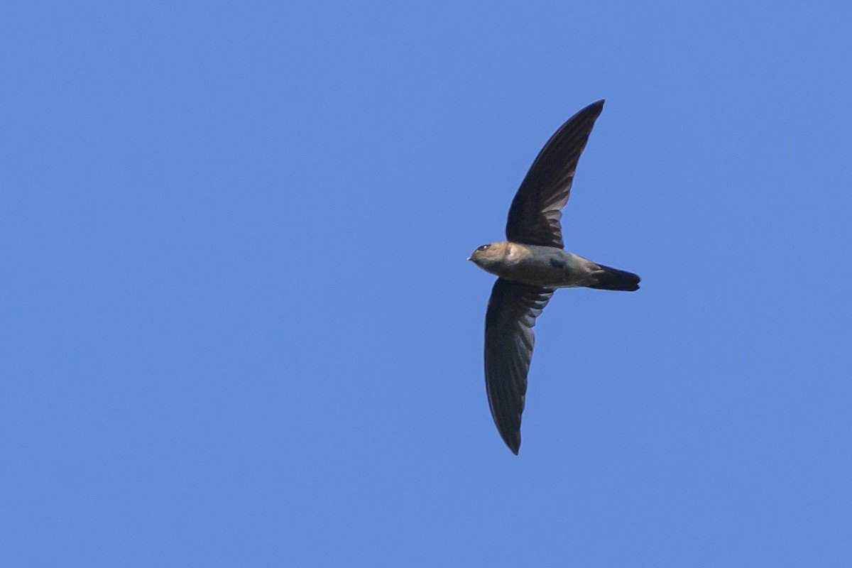 Sulawesi Swiftlet - ML616208654