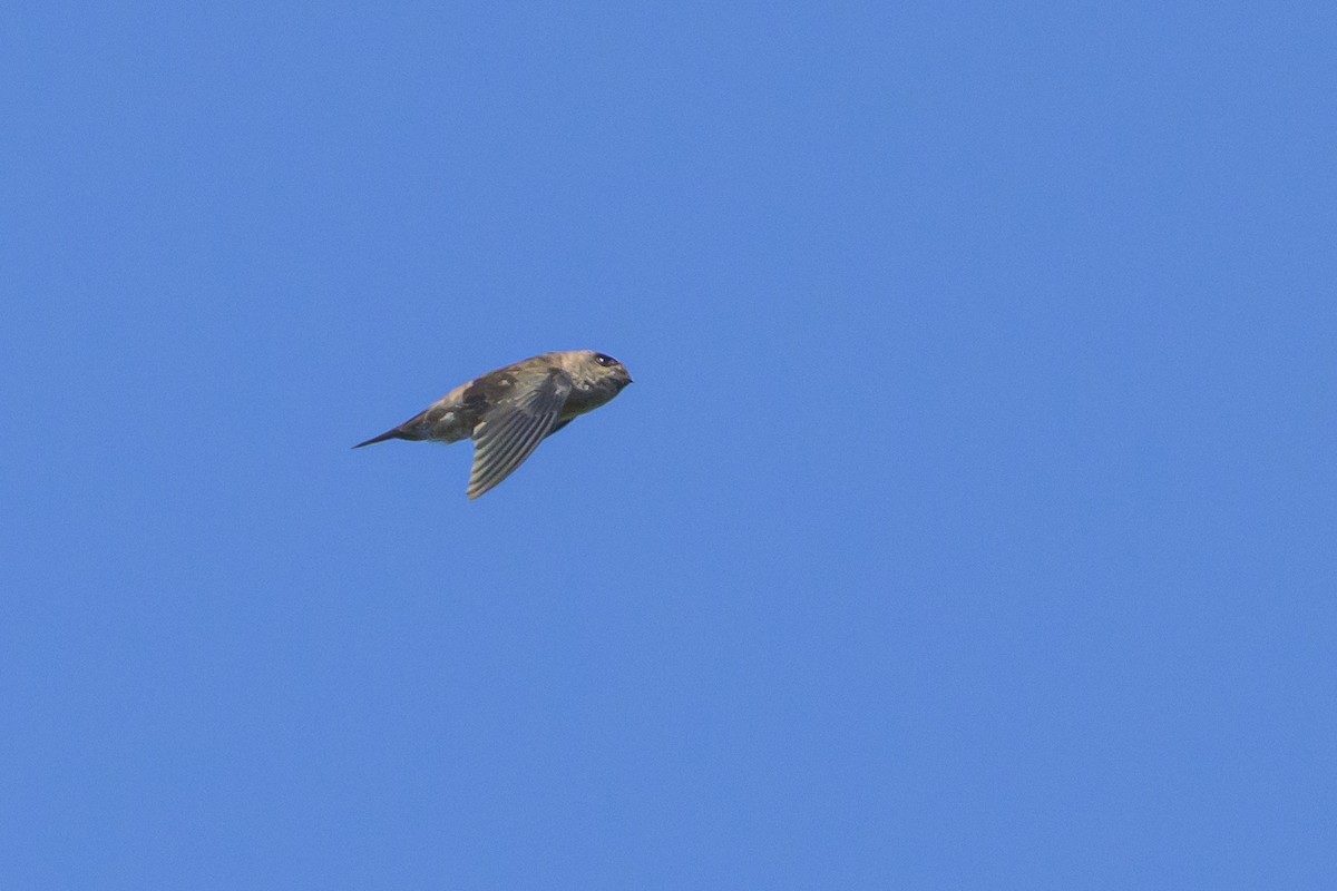 Sulawesi Swiftlet - ML616208655