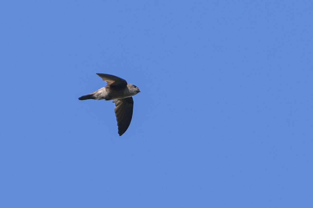 Sulawesi Swiftlet - Stephen Davies