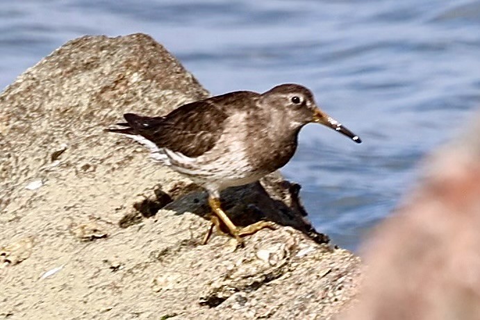 Purple Sandpiper - ML616208672