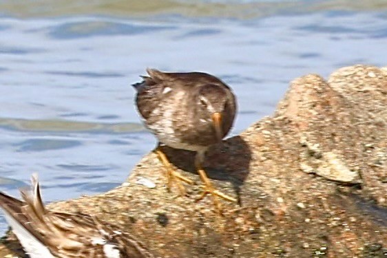 Purple Sandpiper - ML616208674