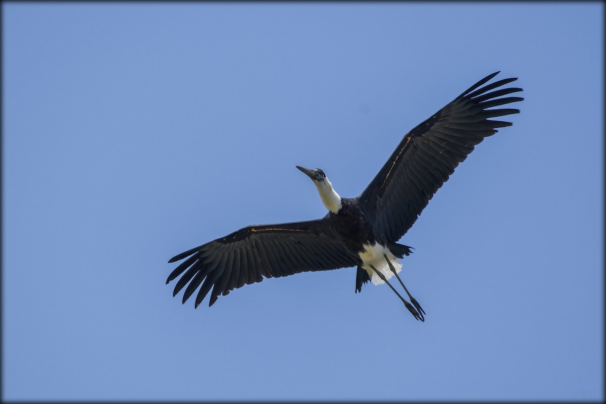 Asian Woolly-necked Stork - Anonymous