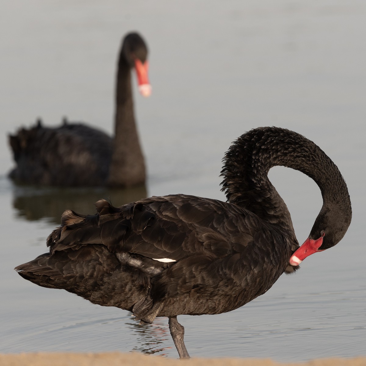 Black Swan - ML616208727