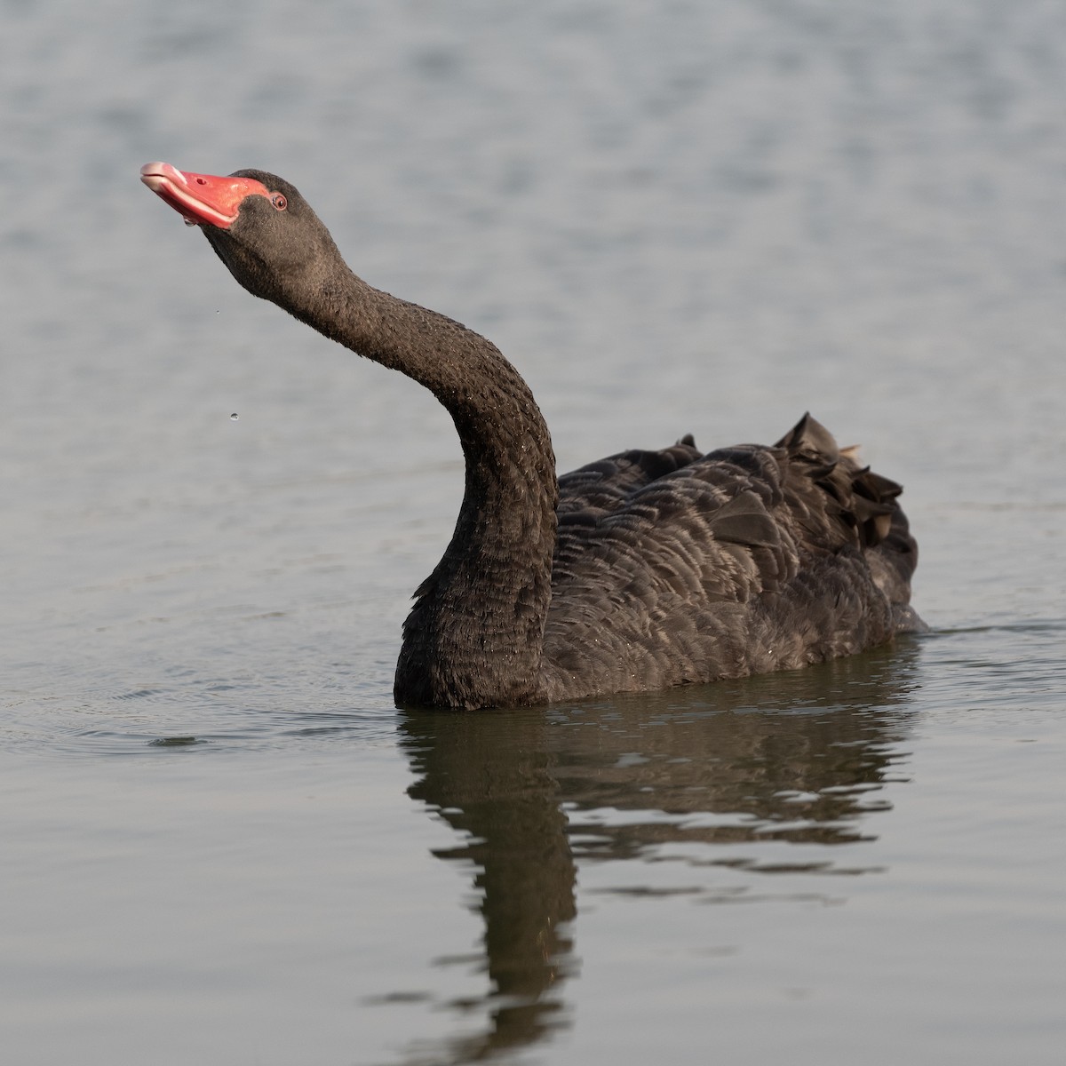 Black Swan - ML616208728