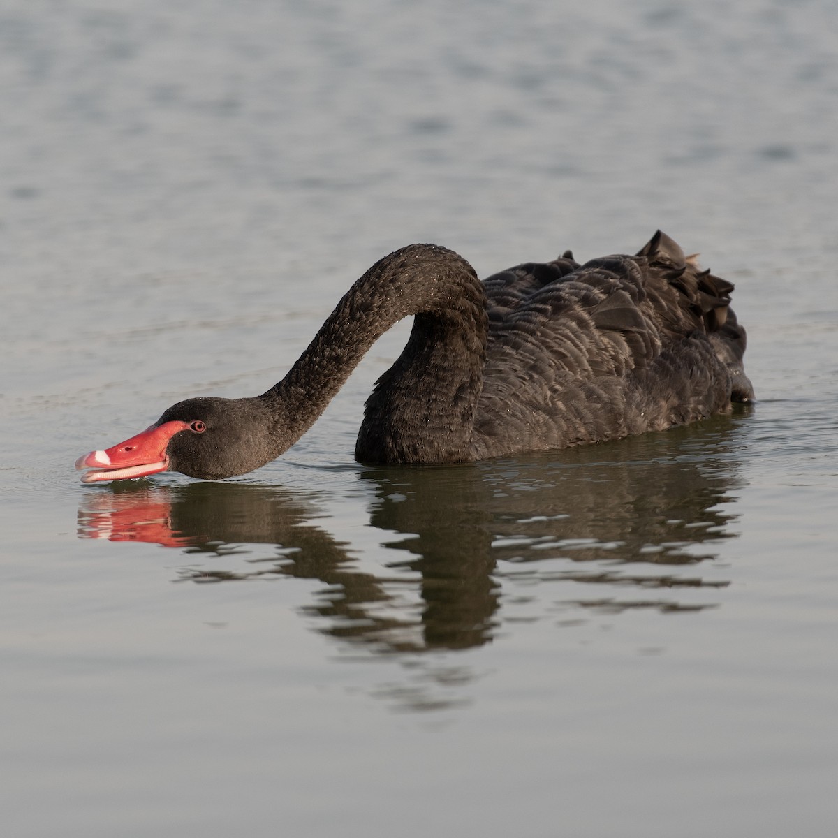 Black Swan - ML616208729