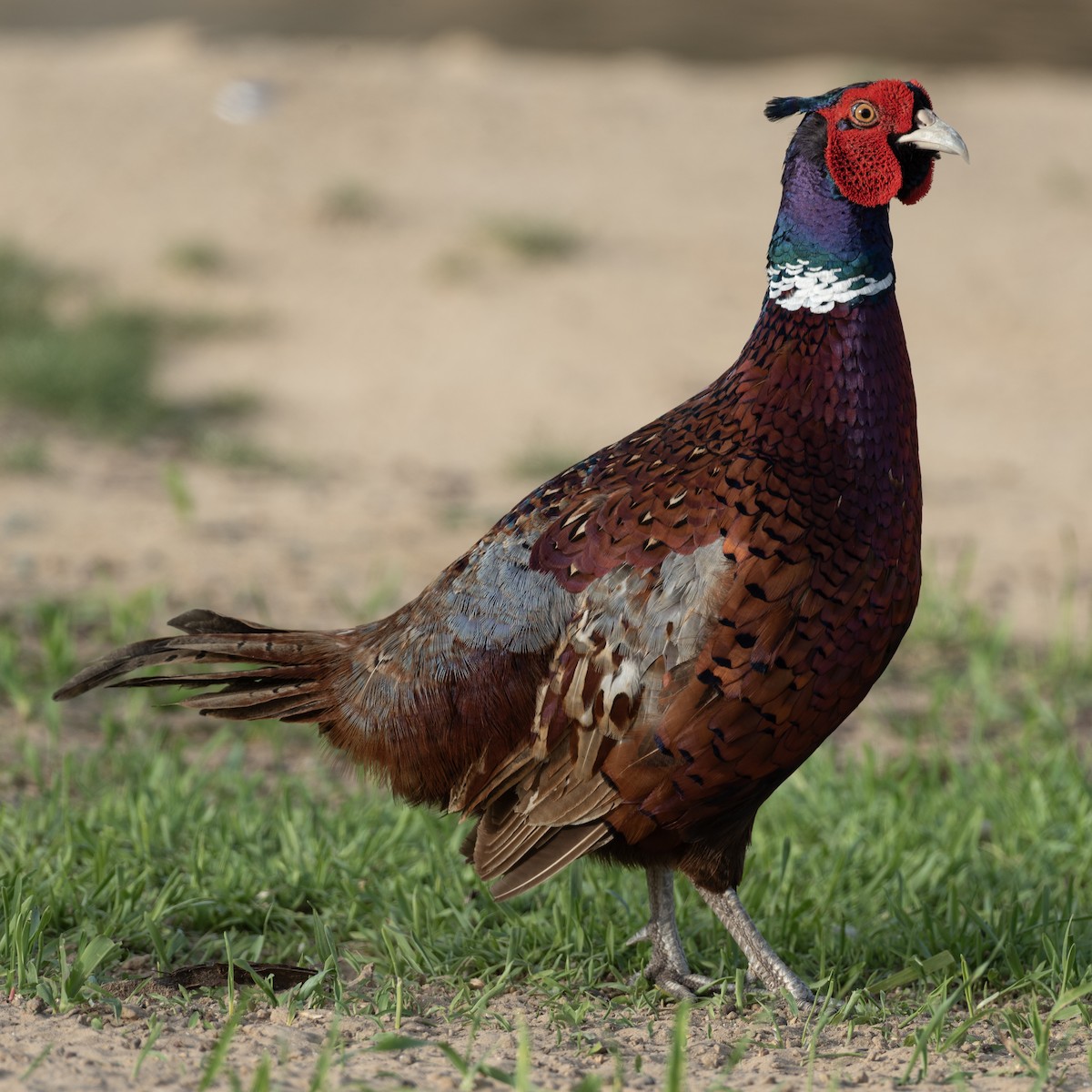 Ring-necked Pheasant - ML616208752