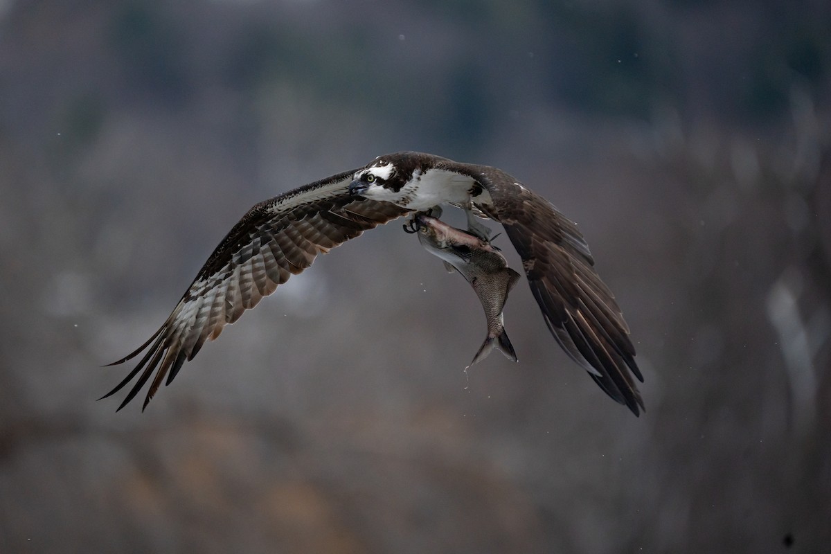 Osprey - ML616208842