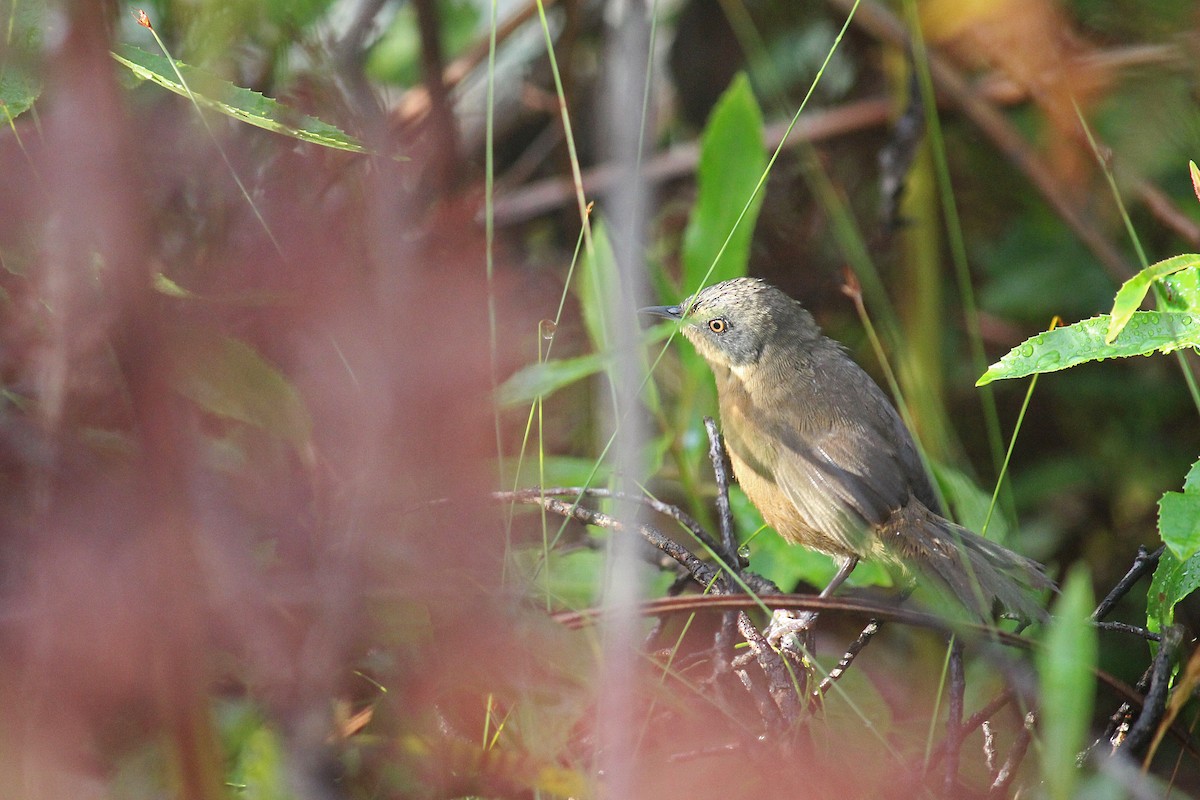 Victorin's Warbler - ML616208886