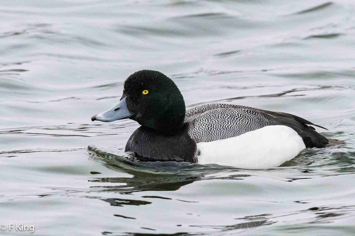 Greater Scaup - ML616208893