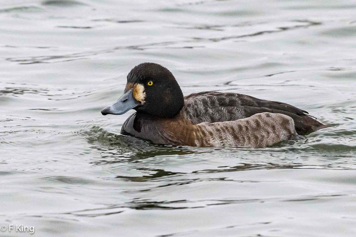 Greater Scaup - ML616208894