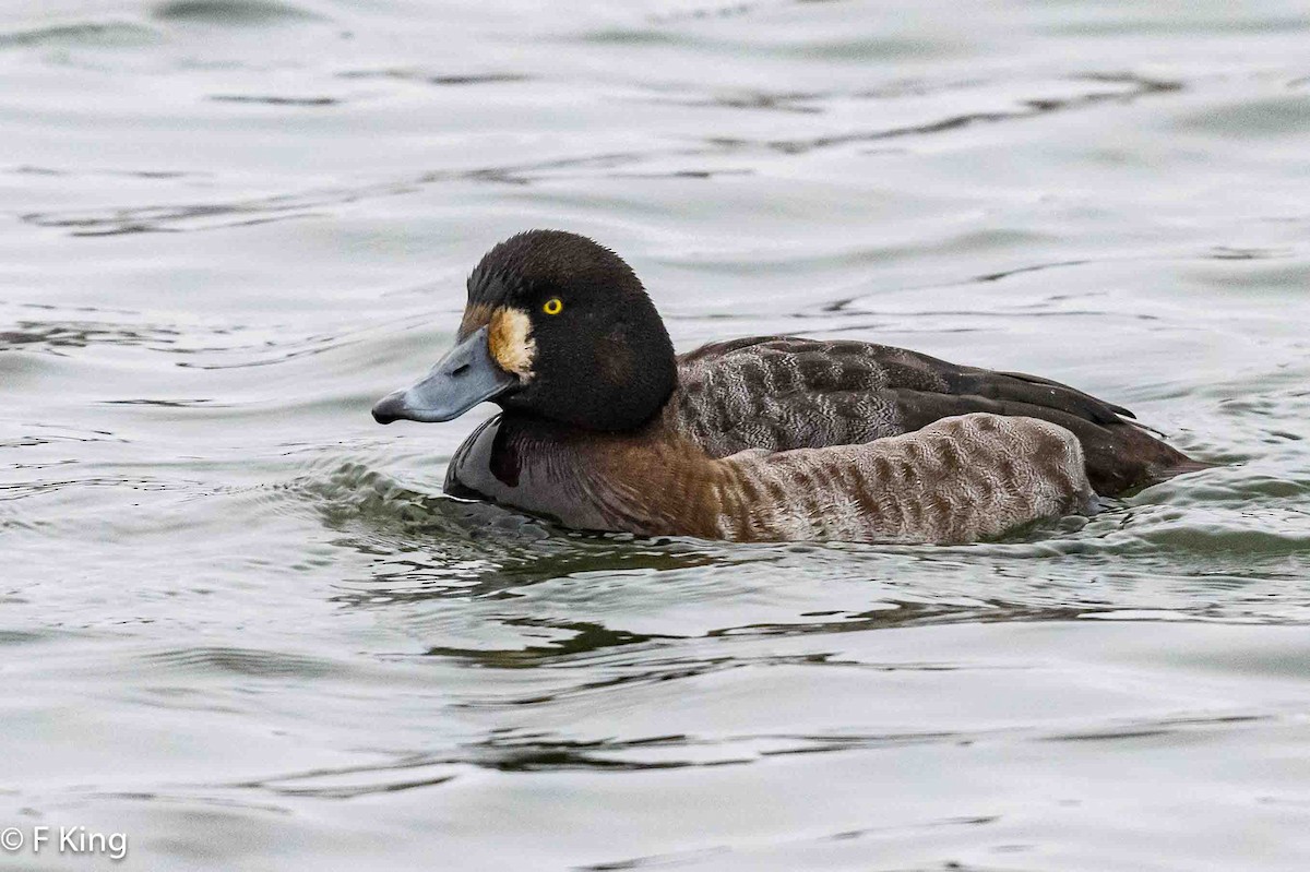 Greater Scaup - Frank King