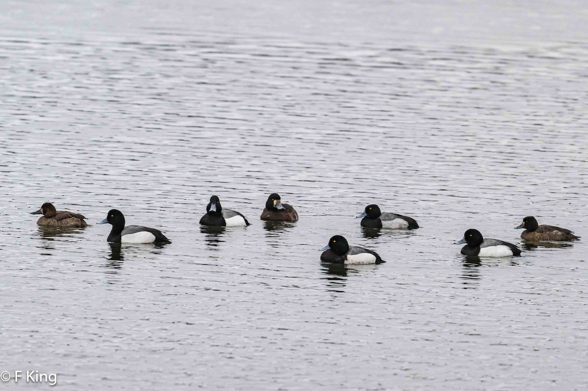 Greater Scaup - ML616208895