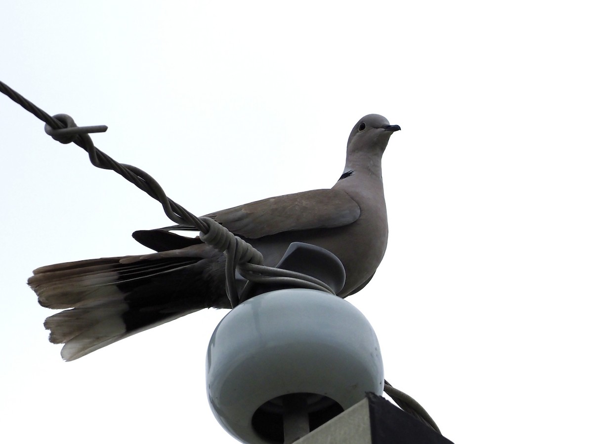 Eurasian Collared-Dove - ML616208934