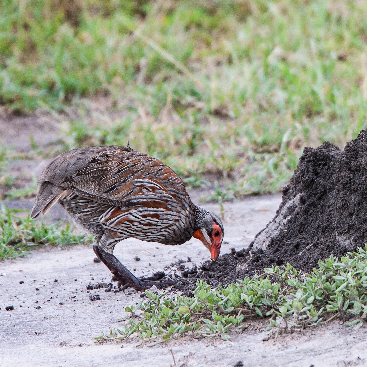 Gray-breasted Spurfowl - Werner Suter