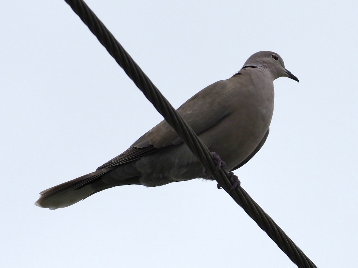 Eurasian Collared-Dove - ML616208961