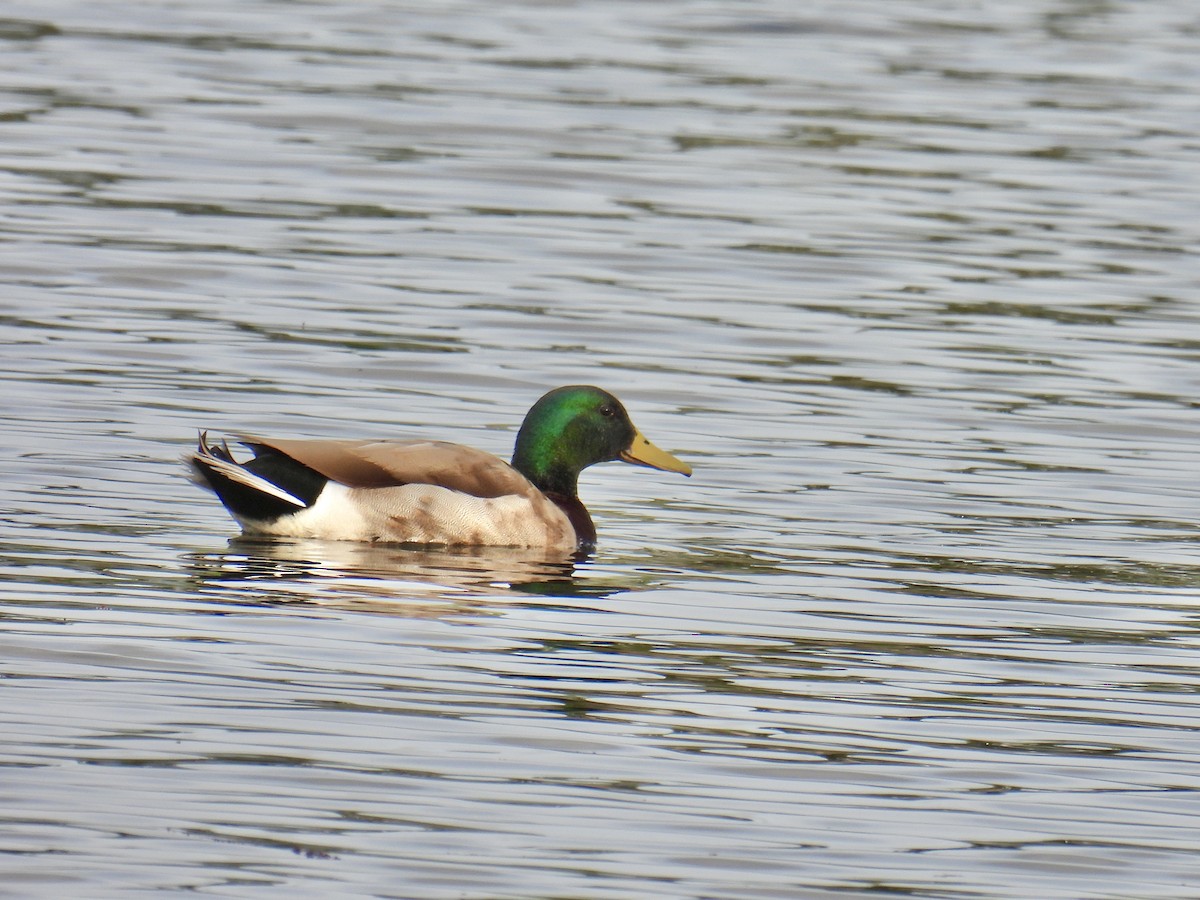 Mallard - ML616208975