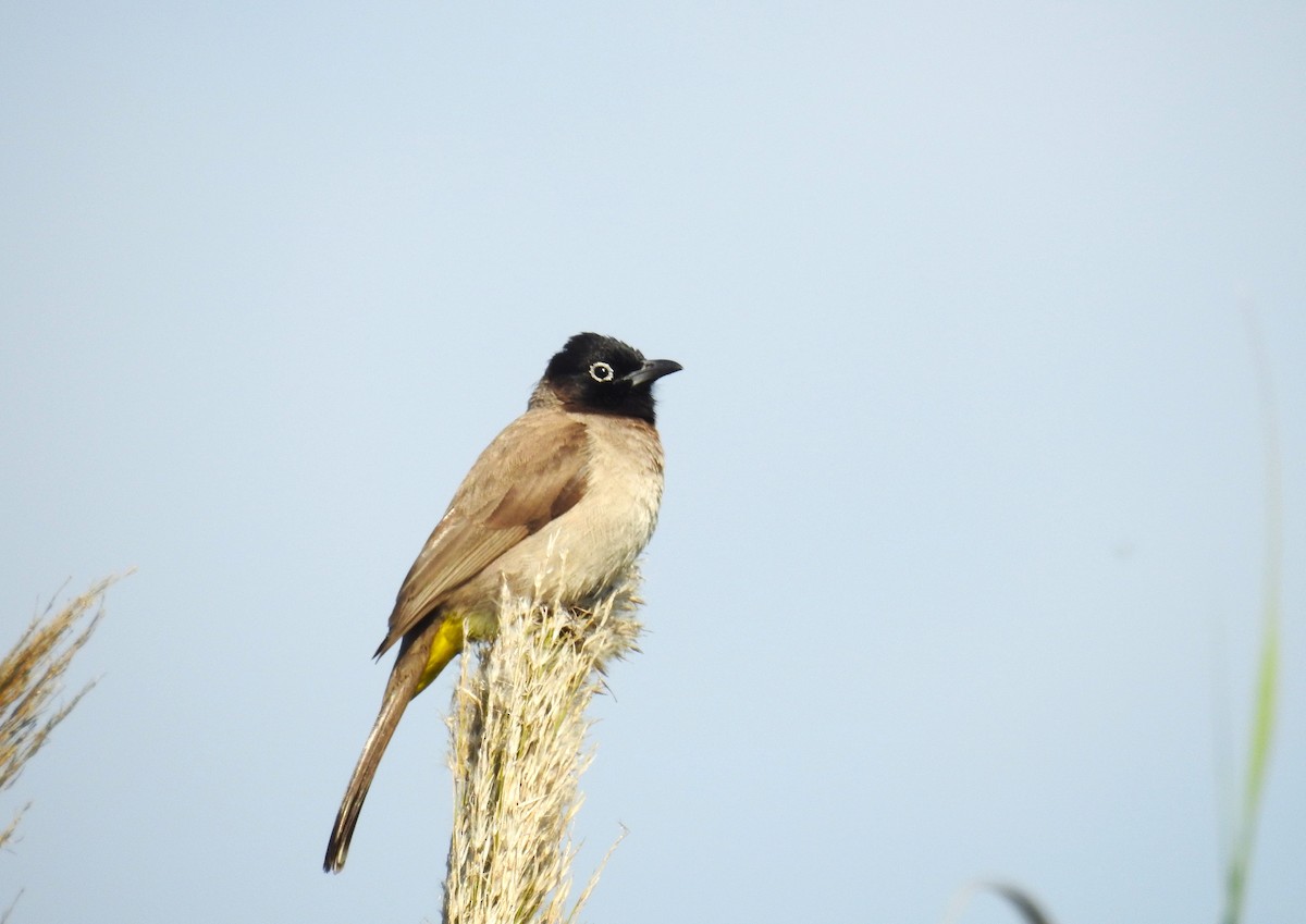 White-spectacled Bulbul - ML616208985