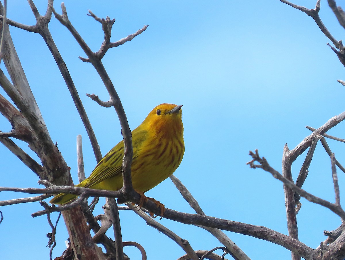 Yellow Warbler - ML616209000