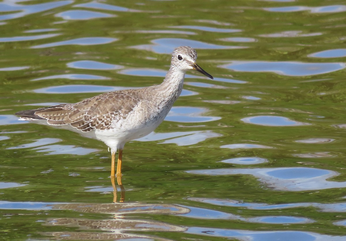 Lesser Yellowlegs - ML616209020