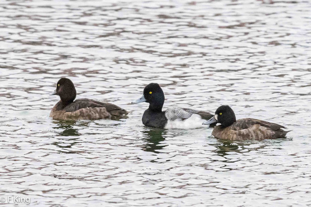 Lesser Scaup - ML616209043