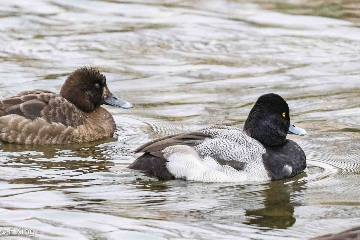 Lesser Scaup - ML616209046