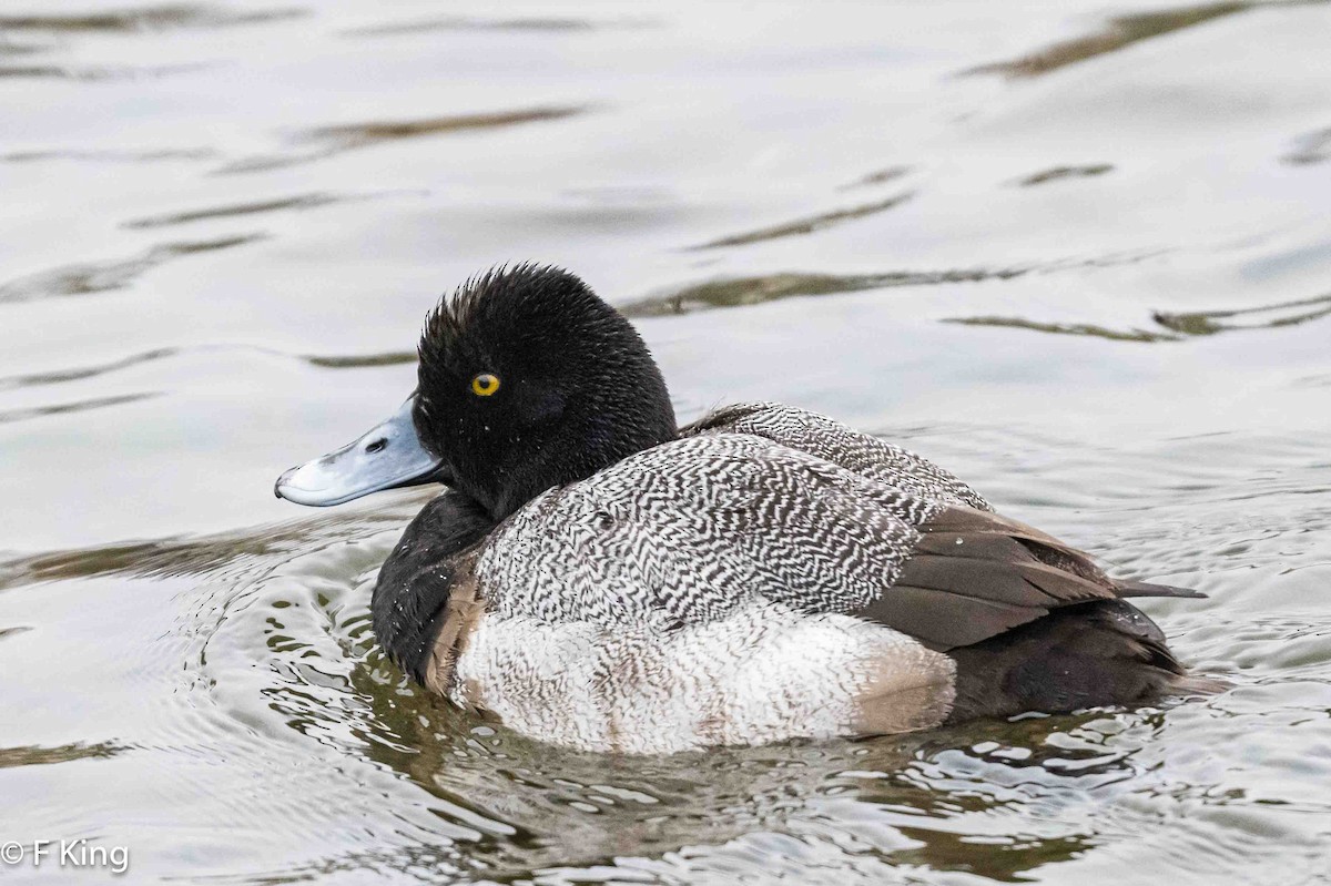 Lesser Scaup - ML616209047