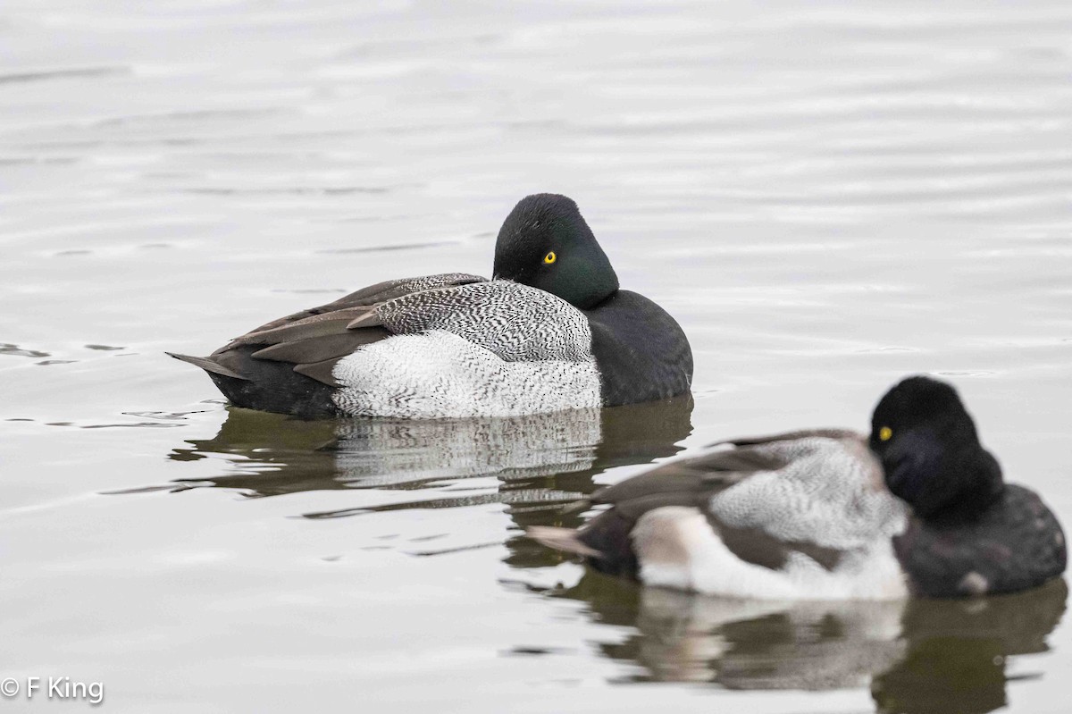 Lesser Scaup - ML616209048