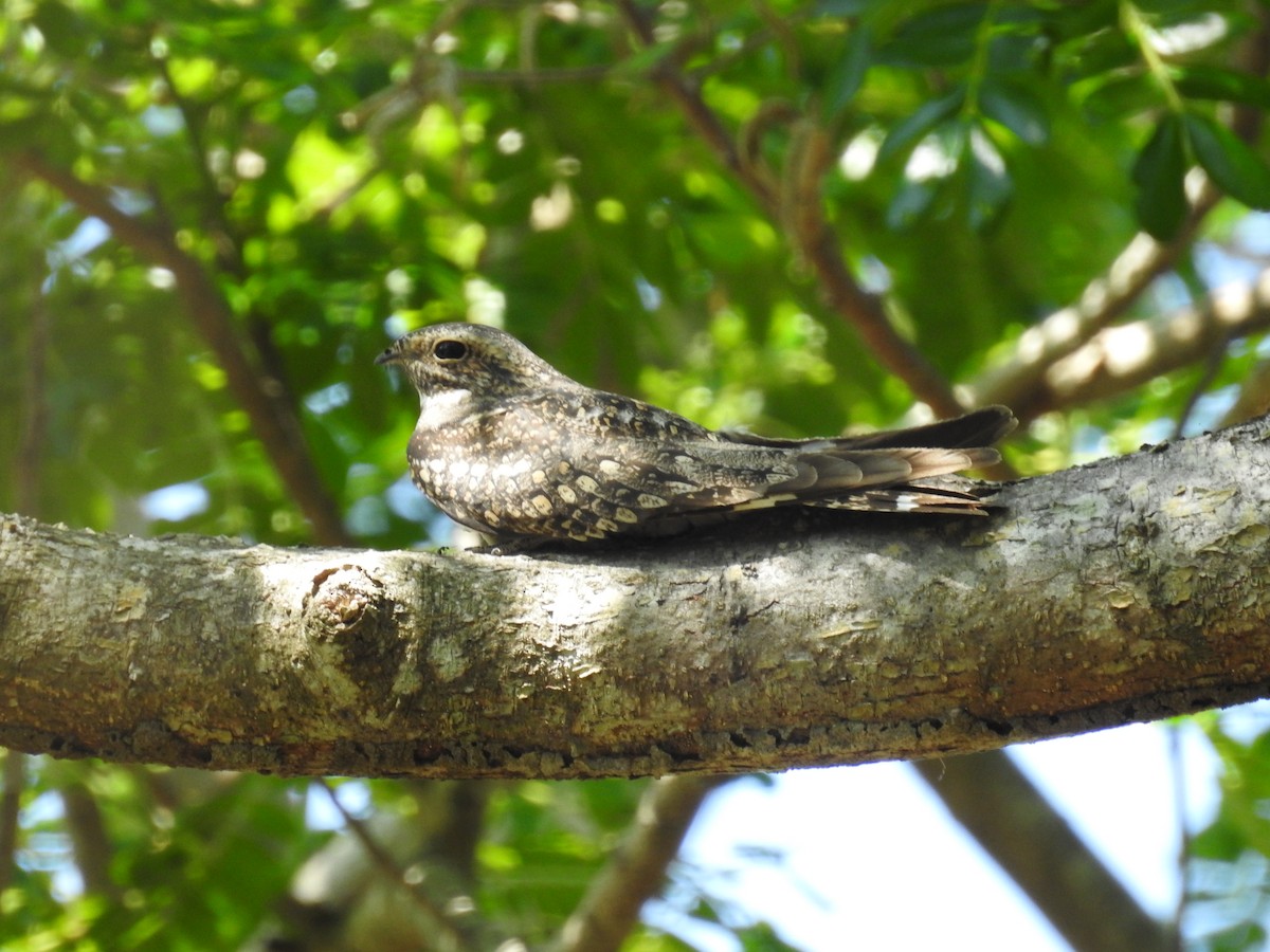 Lesser Nighthawk - ML616209059