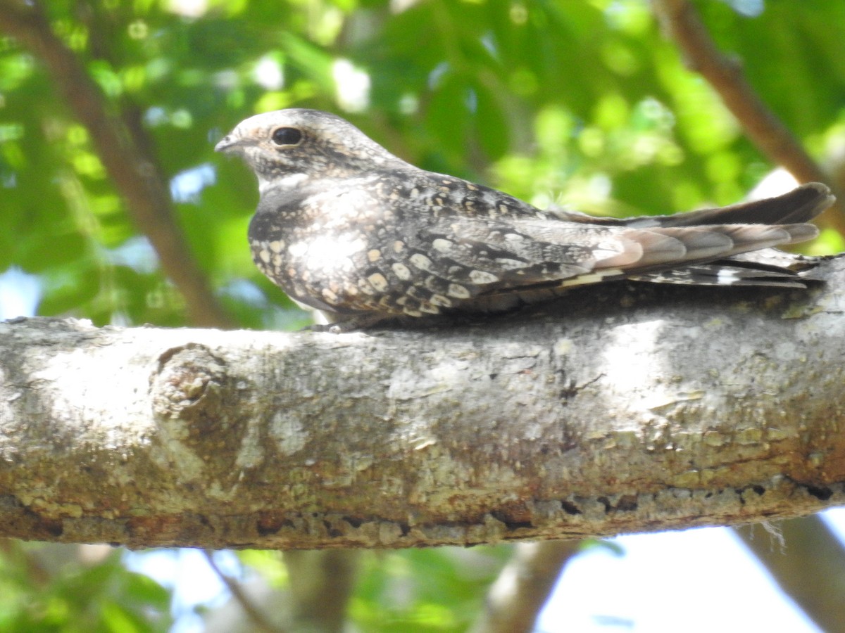 Lesser Nighthawk - ML616209060