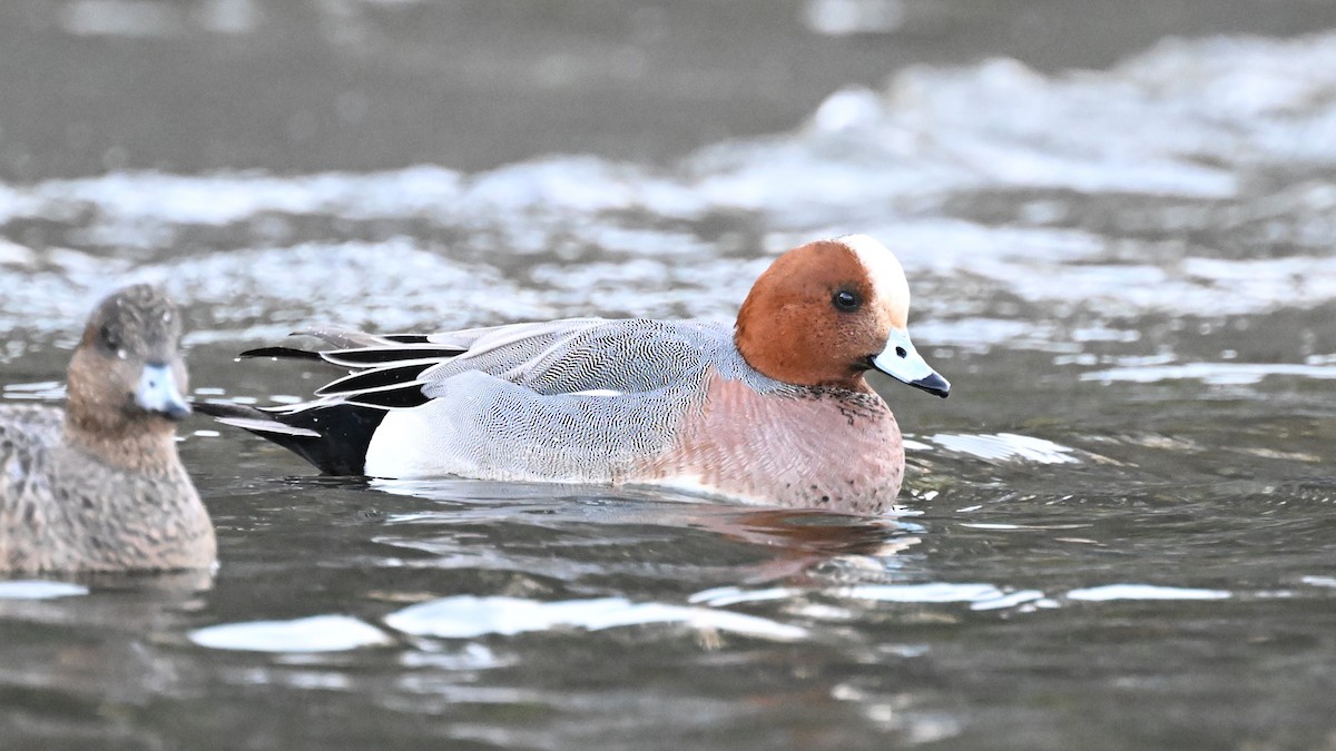 Eurasian Wigeon - ML616209062