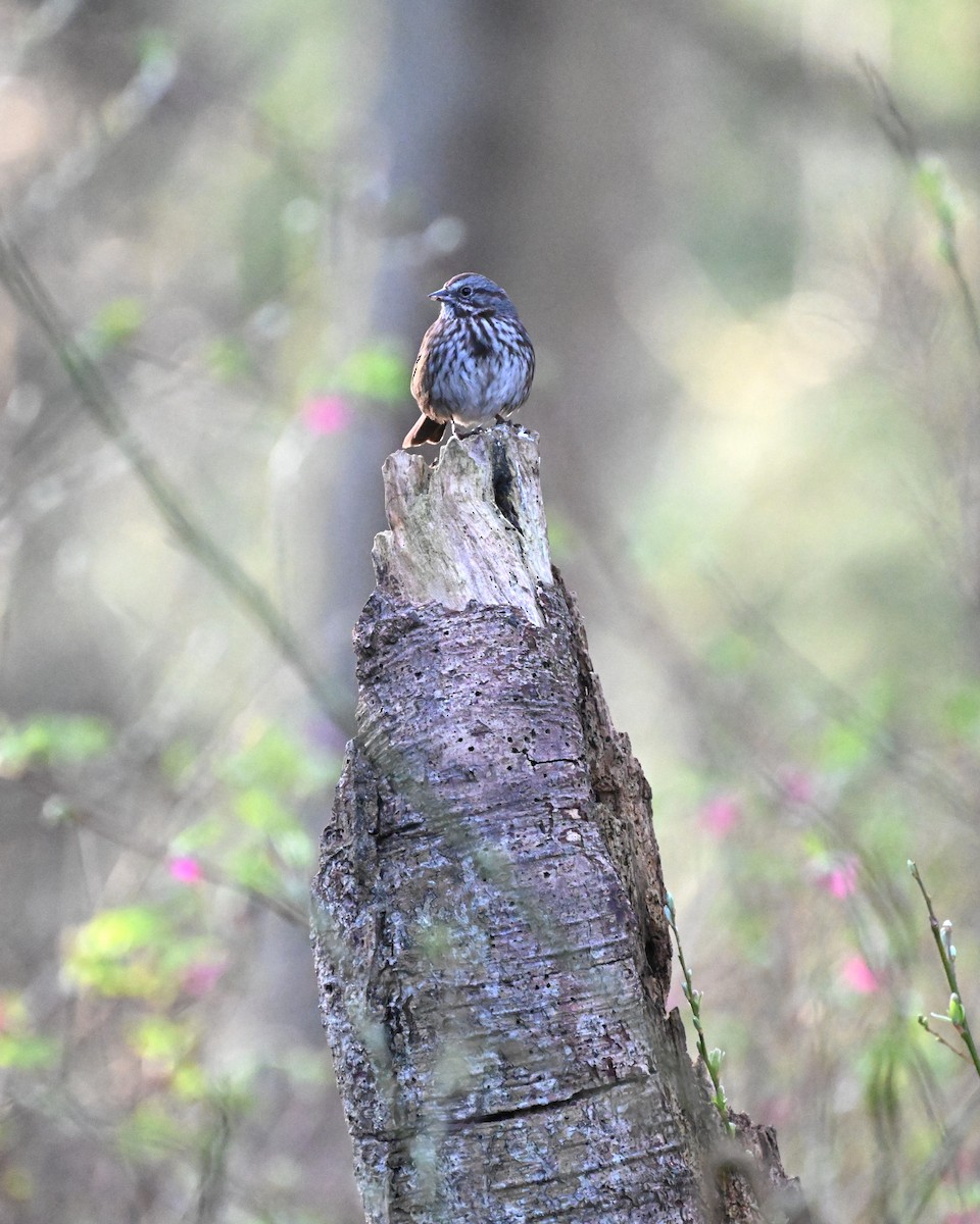 Song Sparrow (rufina Group) - Ryan Merrill