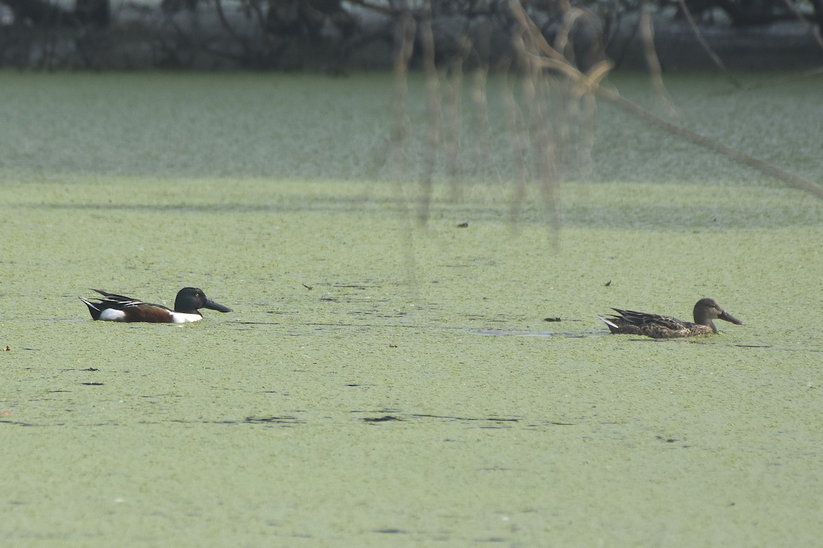 Northern Shoveler - Sabarish  D