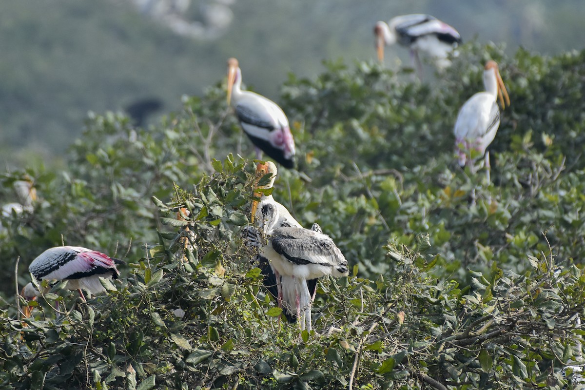 Painted Stork - Sabarish  D