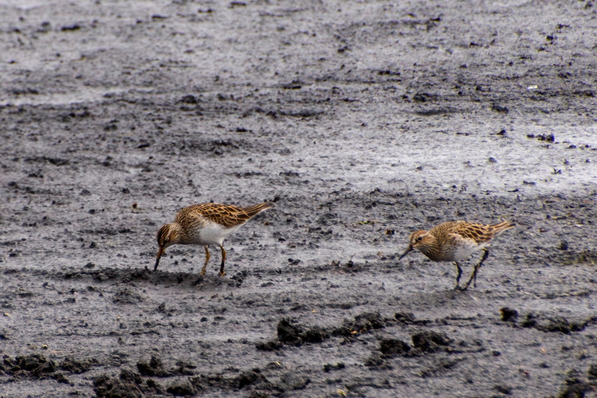 Graubrust-Strandläufer - ML616209132