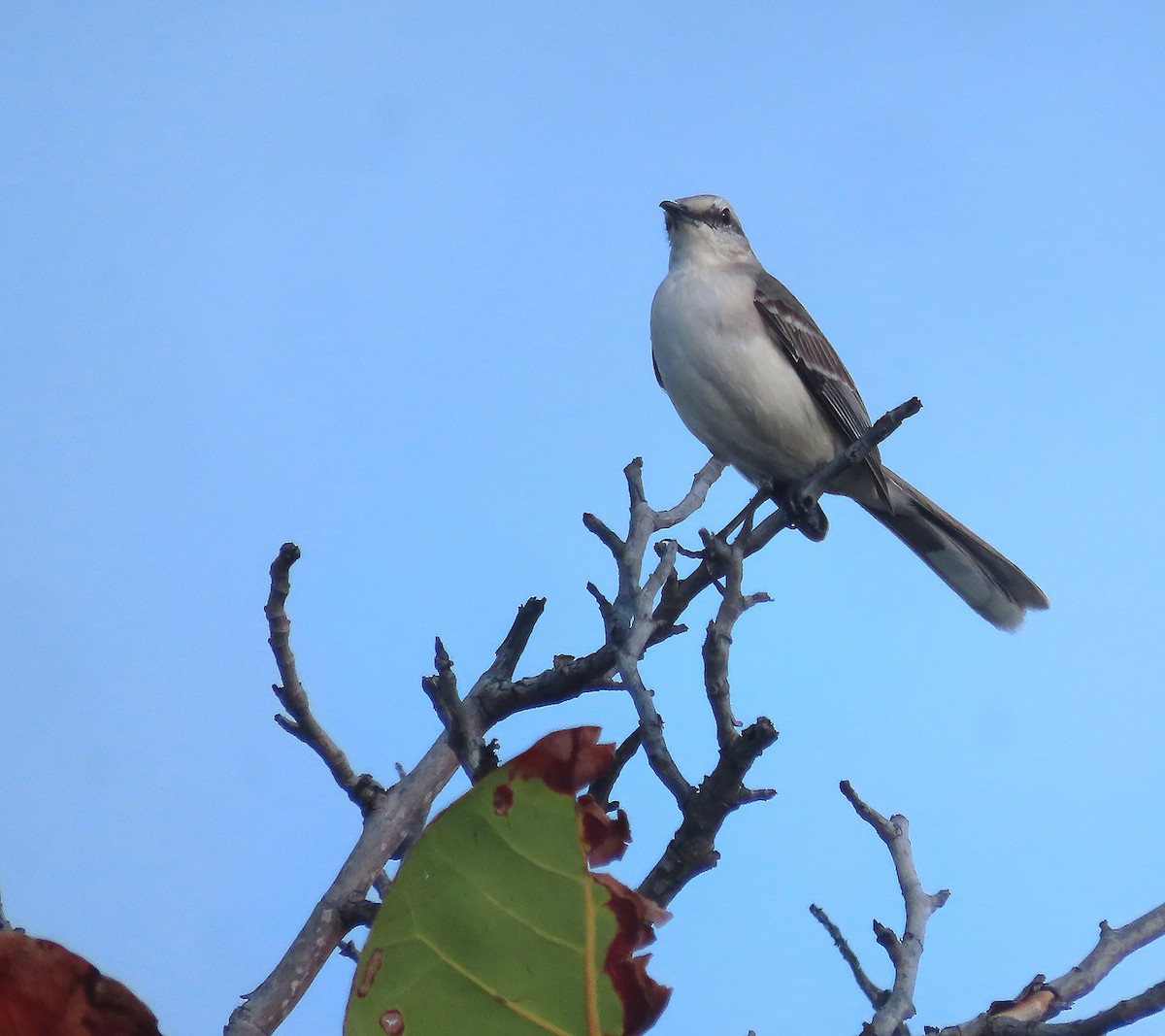 Tropical Mockingbird - ML616209158