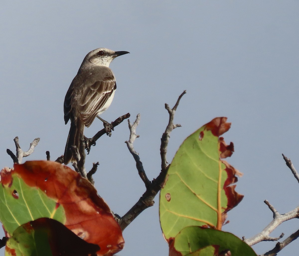 Tropical Mockingbird - ML616209163