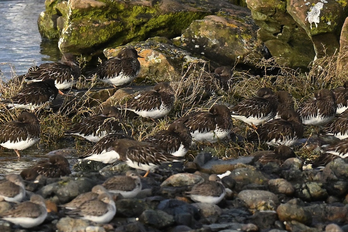 Black Turnstone - ML616209169