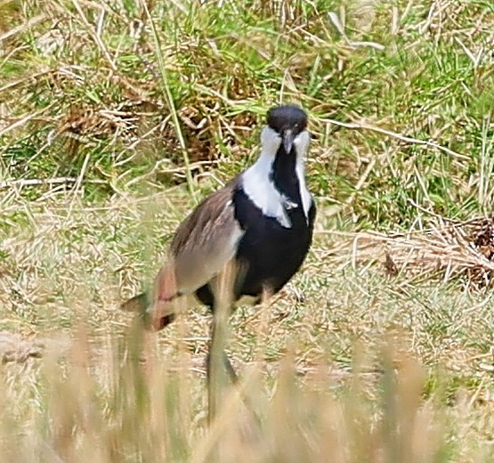 Spur-winged Lapwing - ML616209258