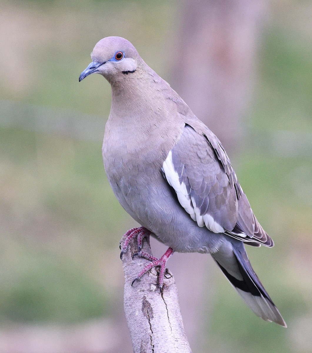 White-winged Dove - Steven Mlodinow