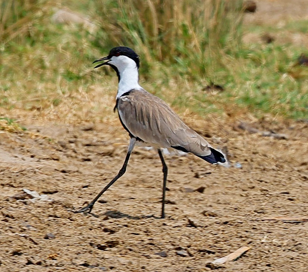 Spur-winged Lapwing - ML616209350