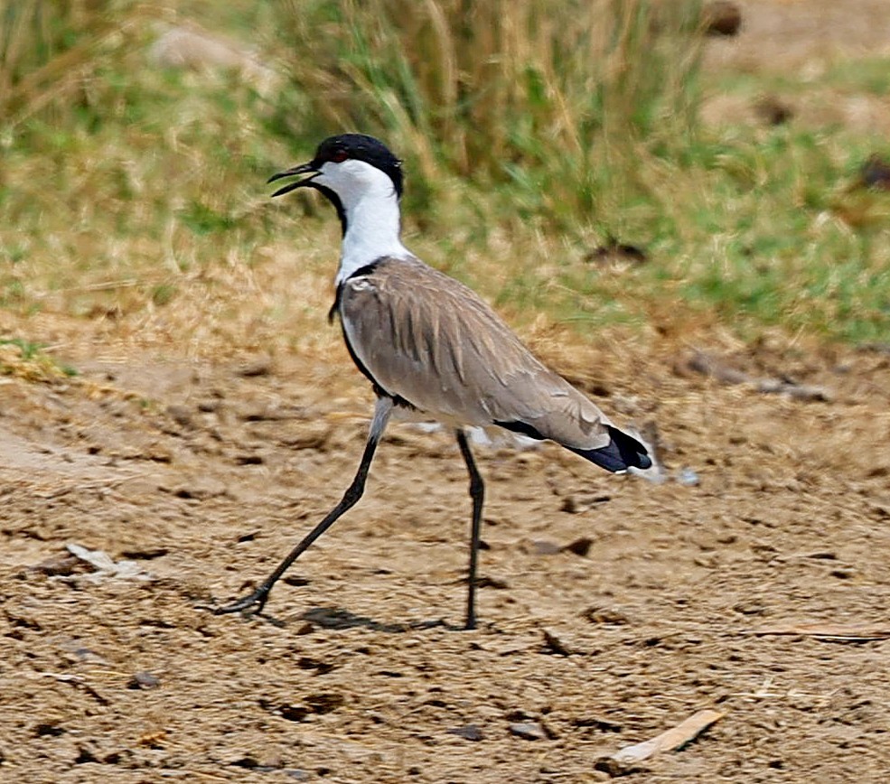 סיקסק - ML616209350