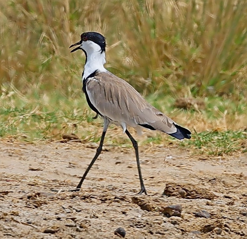 Spur-winged Lapwing - ML616209351