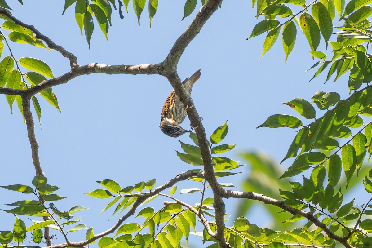 Rufous-tailed Xenops - Jorge Claudio Schlemmer