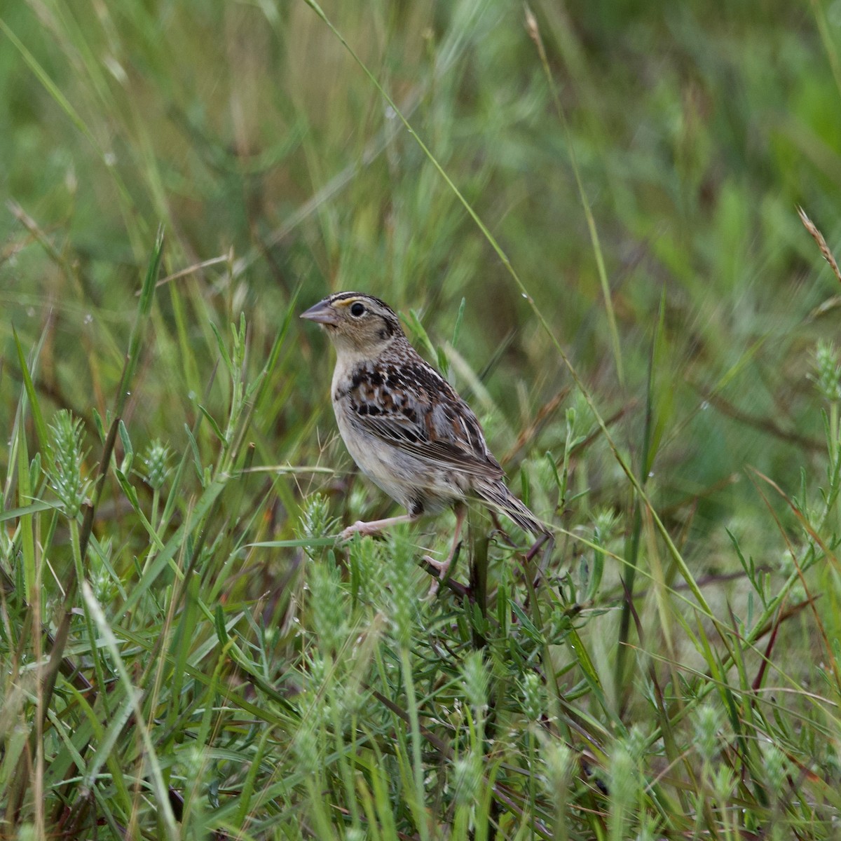 Grasshopper Sparrow - ML616209523