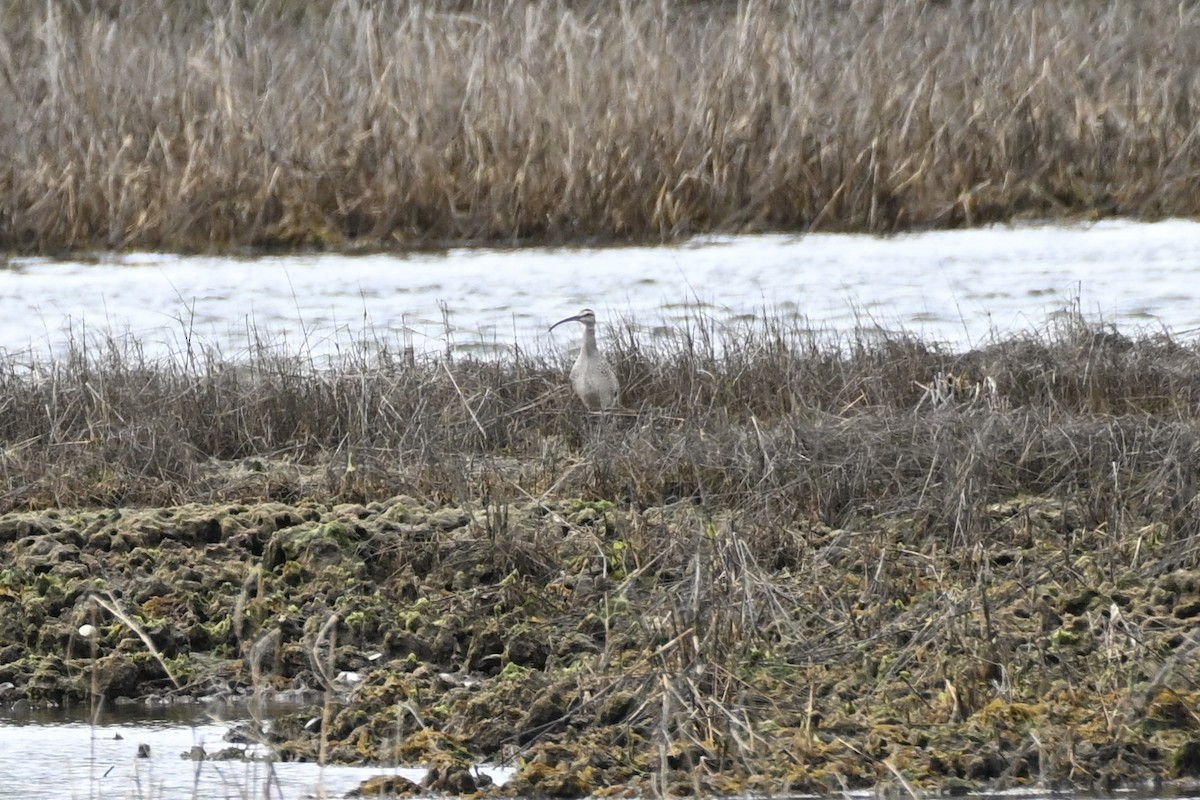 Whimbrel - David Clapp