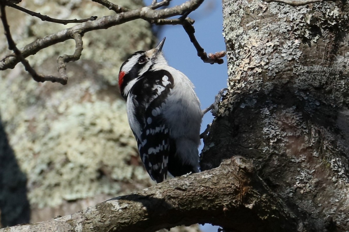 Downy Woodpecker - ML616209559