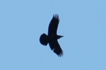 Common Raven - ML616209577