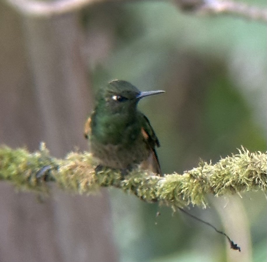 Buff-tailed Coronet - Alec Hopping