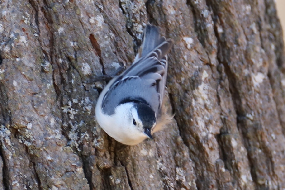 White-breasted Nuthatch - ML616209585