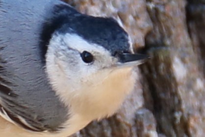 White-breasted Nuthatch - ML616209587